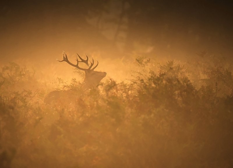 Trump Face... фото превью