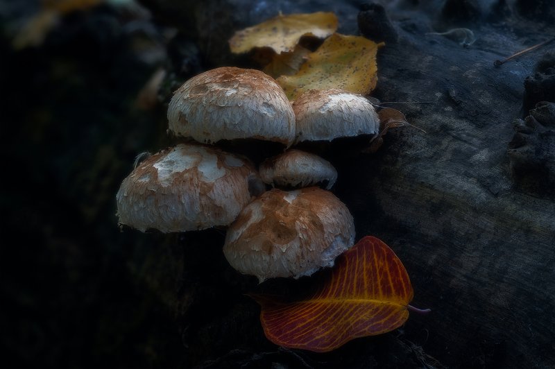 Ноябрь фото превью