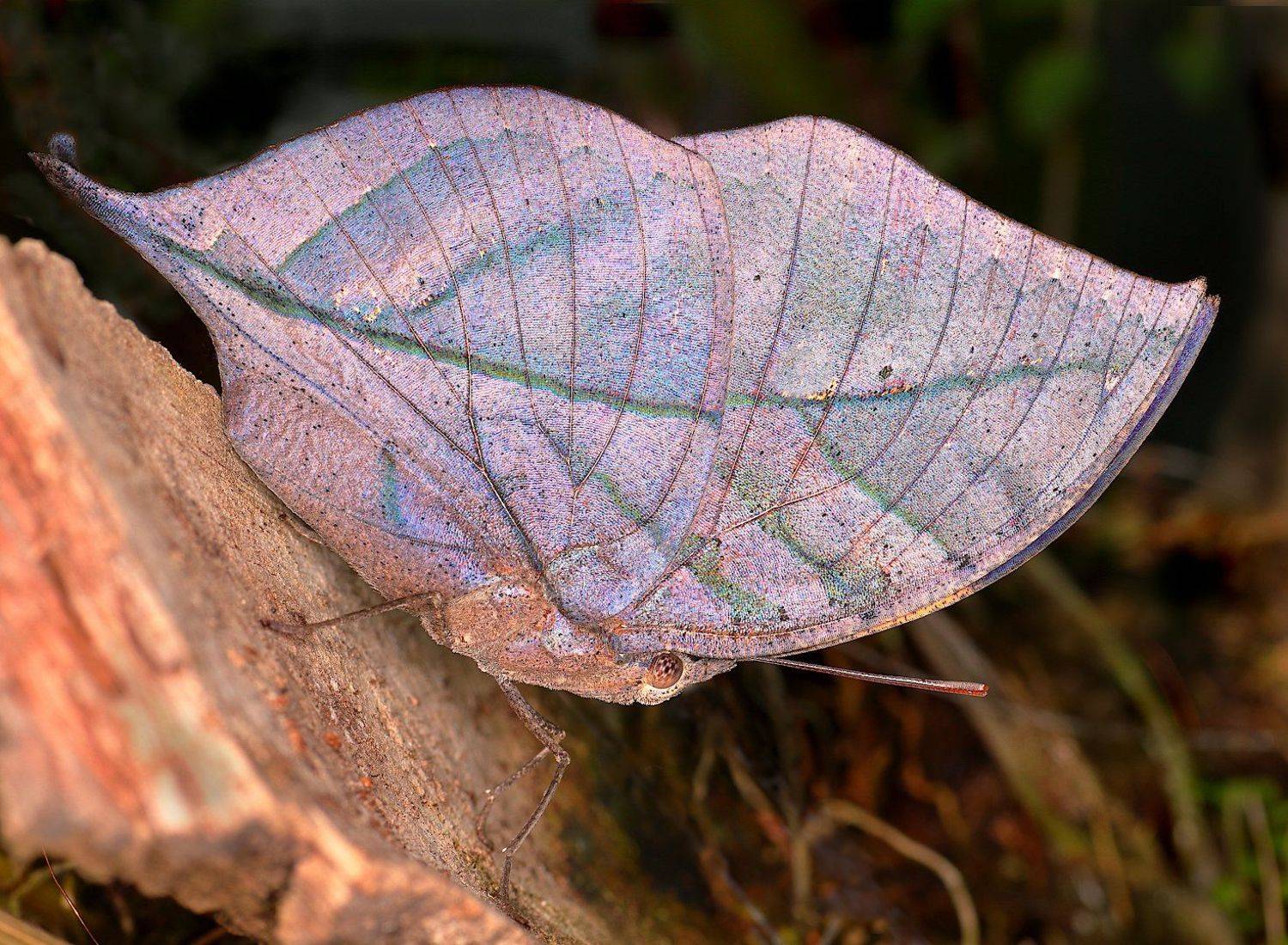 каллима  бабочка-листовидка, Александр Зорин