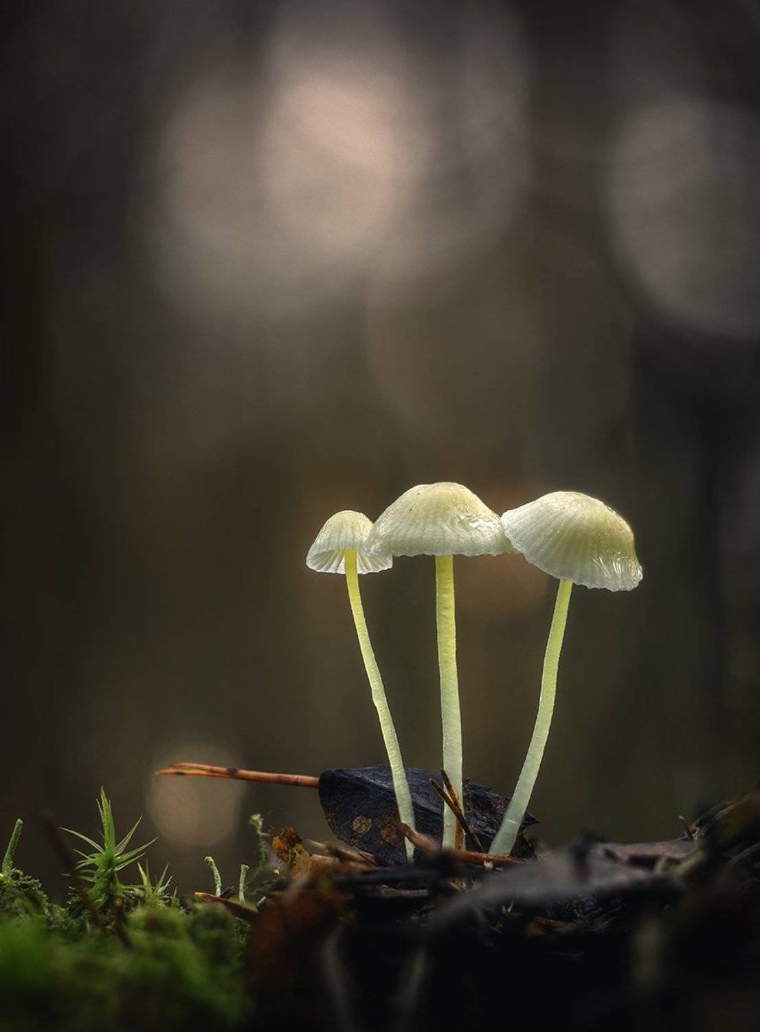 , Николай Андреев