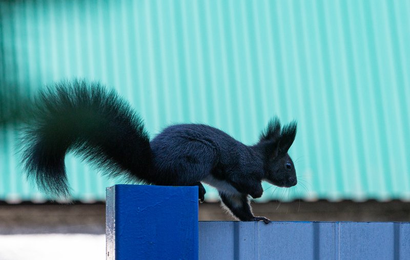 Камчатка, белка, осень  Камчатские красавицы  фото превью