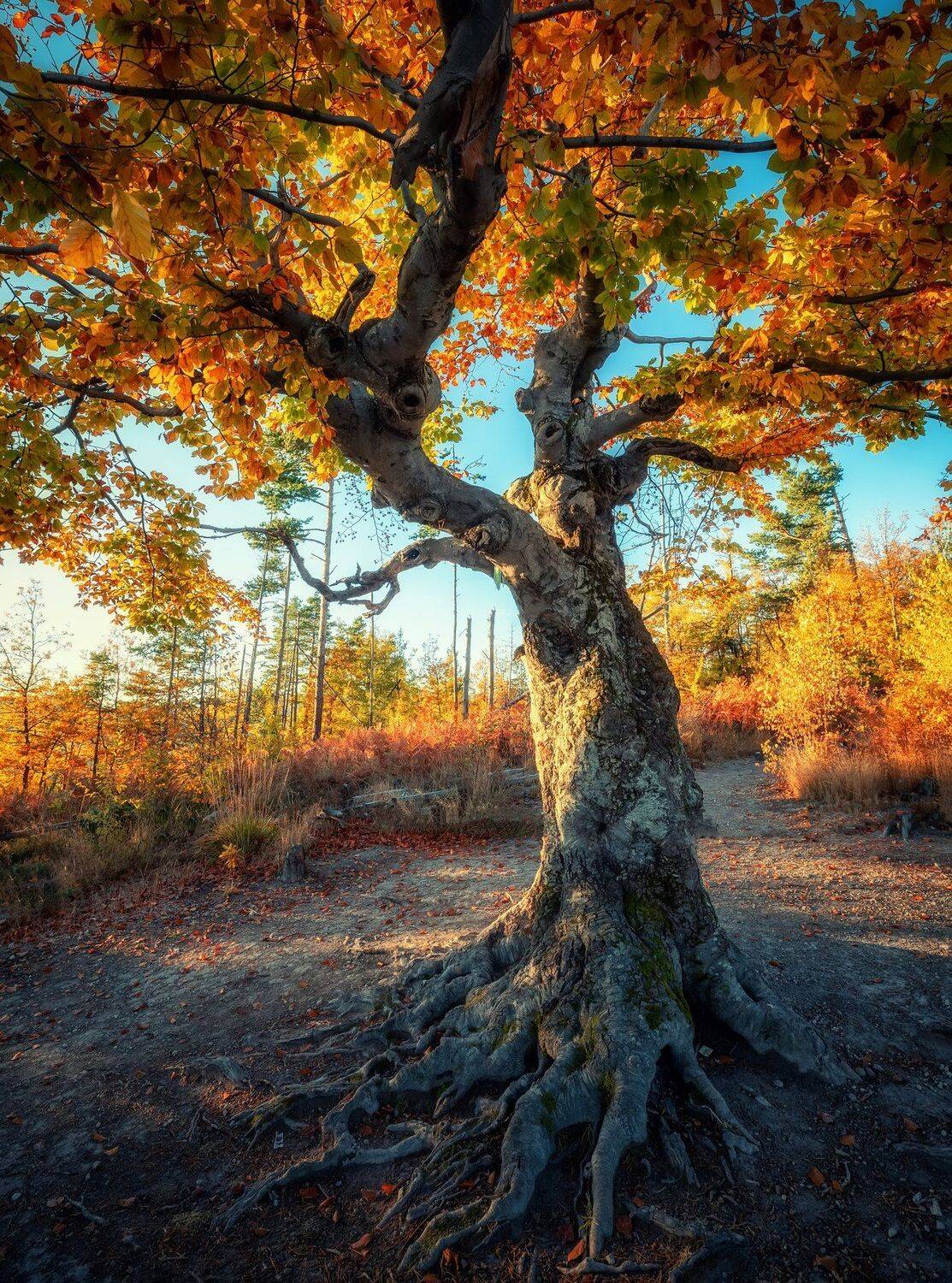 , Костадин Маджаров