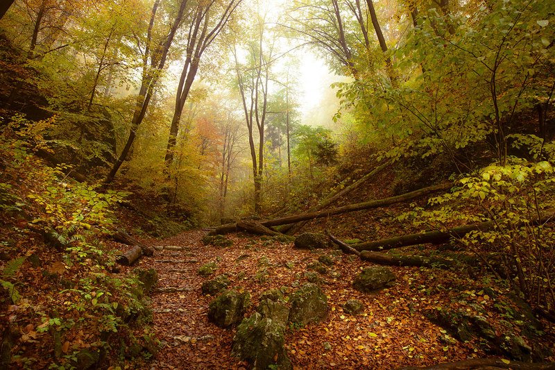 Forest фото превью