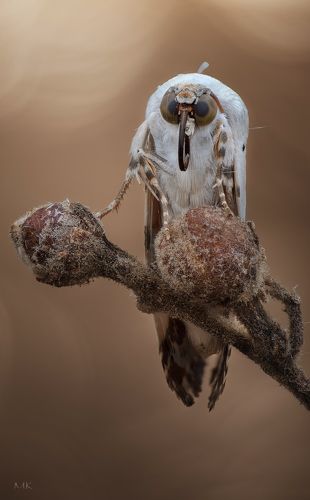 Ночная бабочка