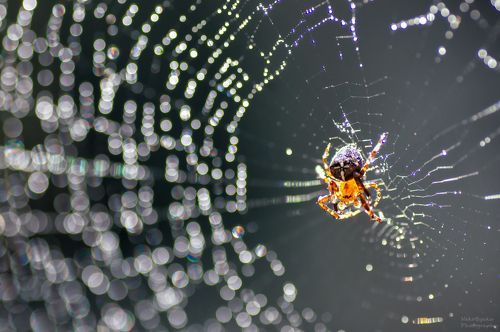 Ловец дождя