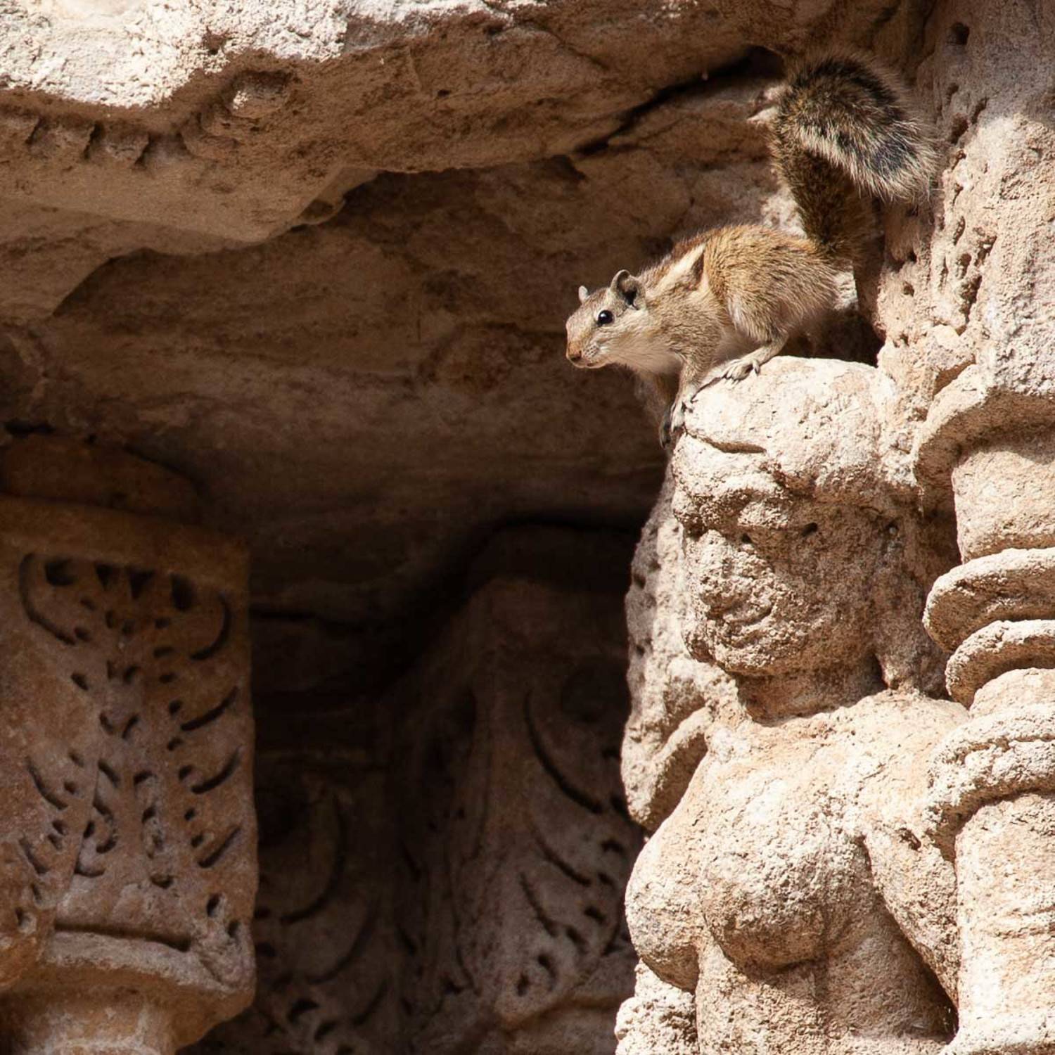 белка, пальмовая белка, индия, гуджарат, колодец шагов королевы, рани-ки-вав, развалины, колодец, архитектура, скульптура, статуя, барельеф, Сергей Козинцев