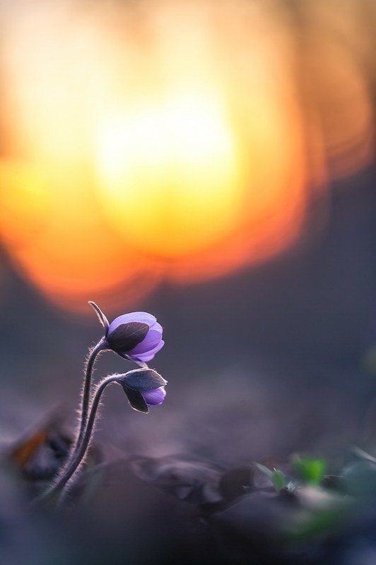 На меня смотрит небо твоими родными глазами… фото превью