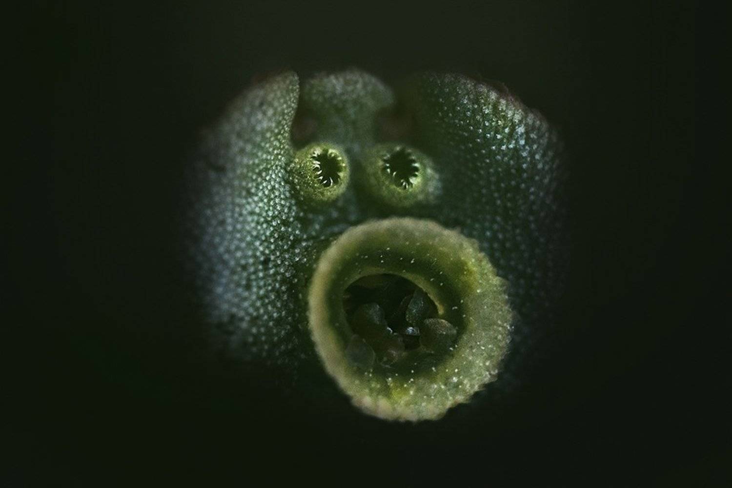 макро, мох, Фролова Евгения