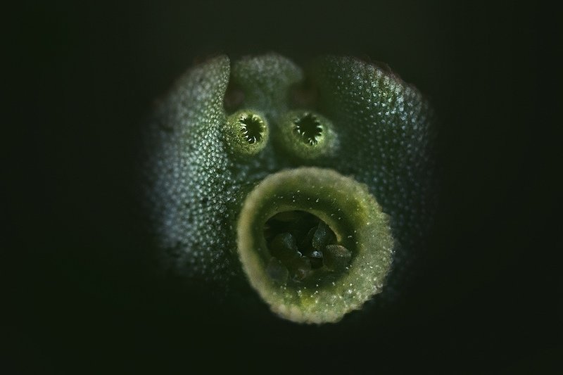 макро, мох Маршанция полиморфная, печёночный мох фото превью