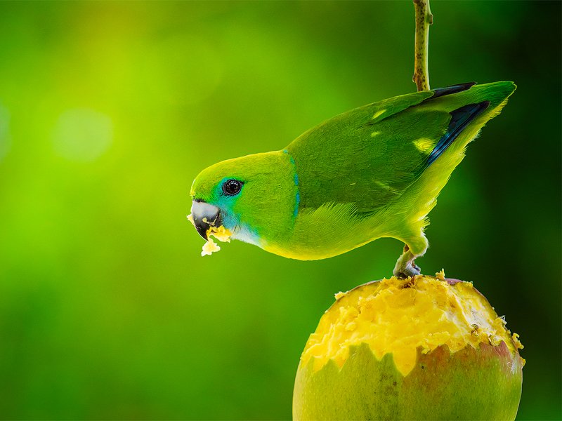 My Avian Collection фото превью