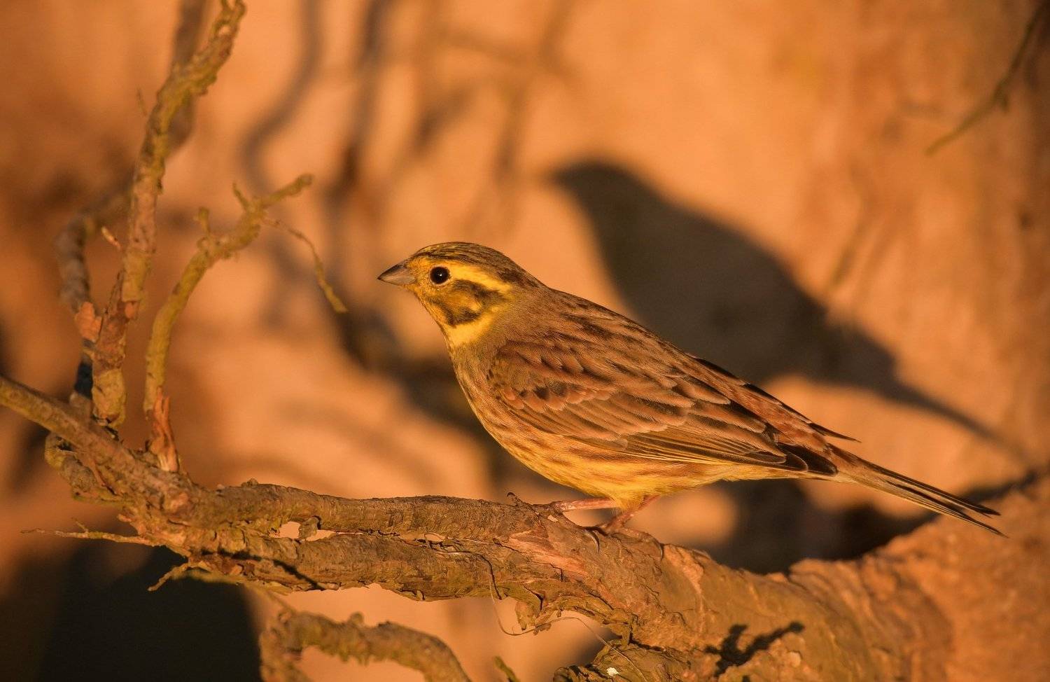 Обыкновенная овсянка, жёлтая птица, оранжевый, песок, выворот, выворотень, тень птицы, корень, птица на корне,закат, закатный свет, emberiza citrinella, Ксения Соварцева