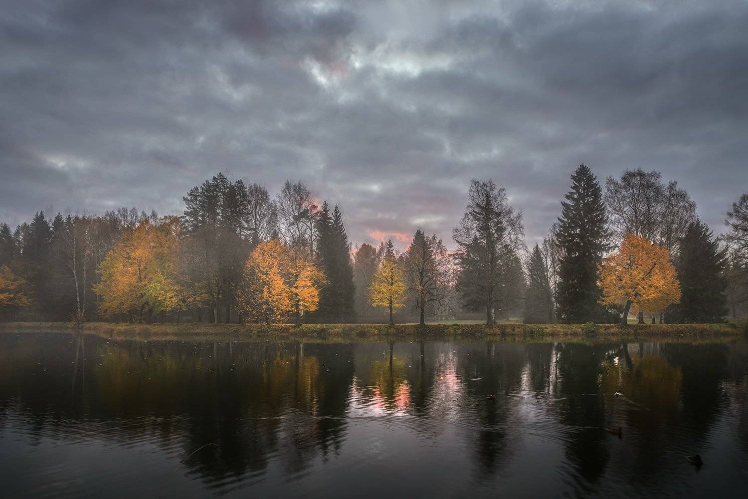 , Елена Маковоз