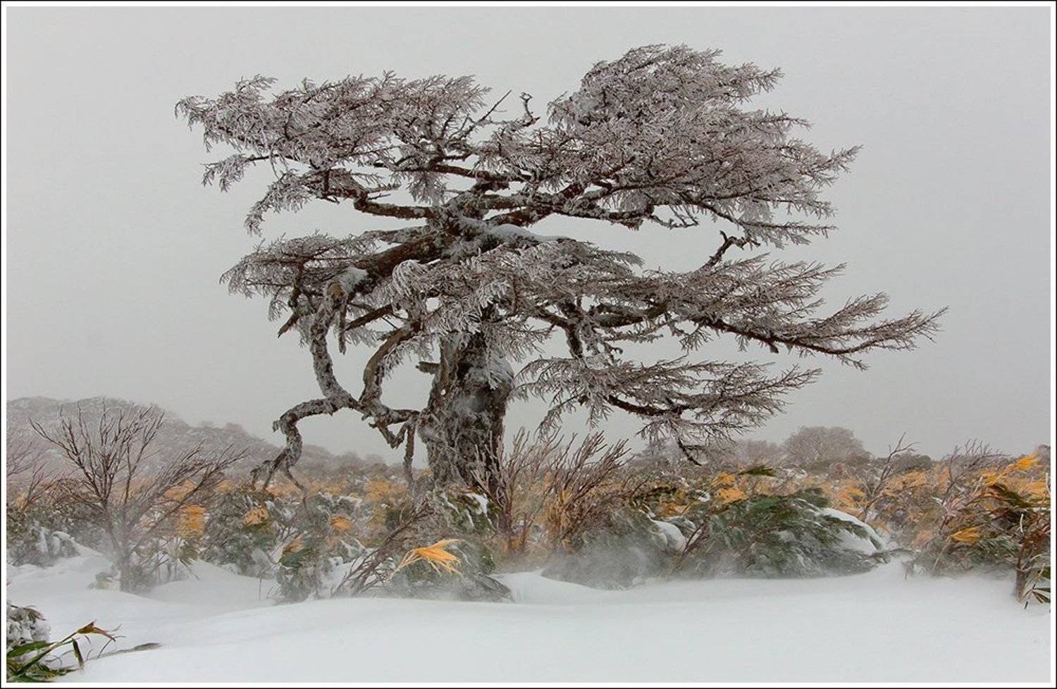 , Ольга Куликова