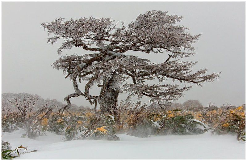 май на Итурупе фото превью