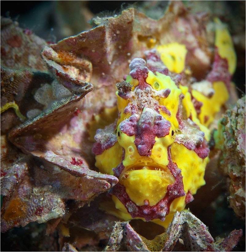 филиппины, , frog fish, Сергей Гаспарян