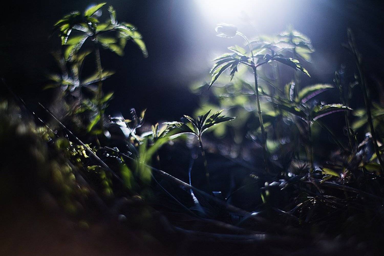 , Kristina Kymantait?