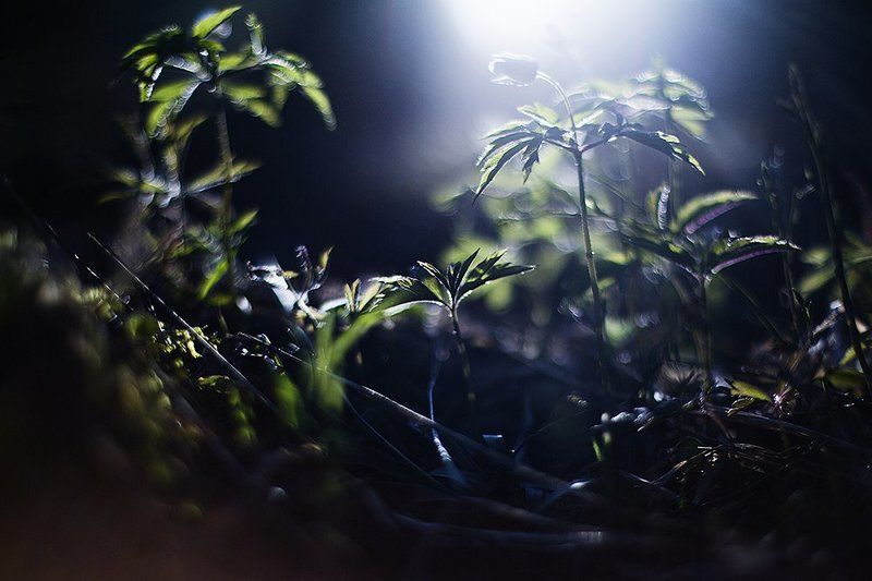 фея в лесу фото превью