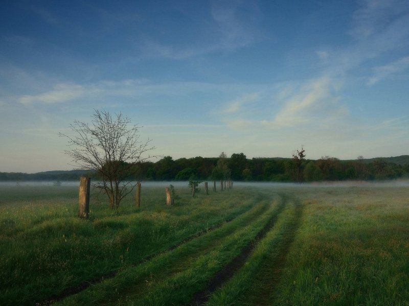 утро, туман После прохладной ночи фото превью