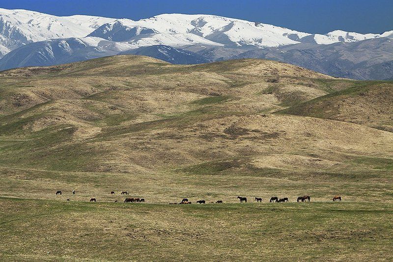 горы, пастбище, кони Джайляу II фото превью