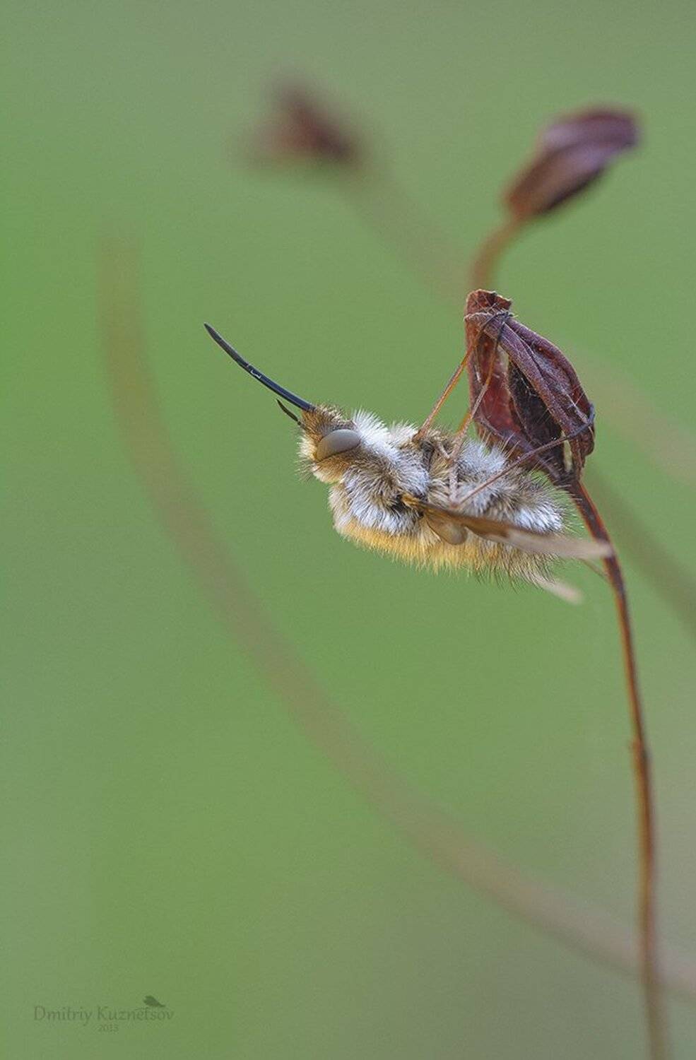 , Кузнецов Дмитрий