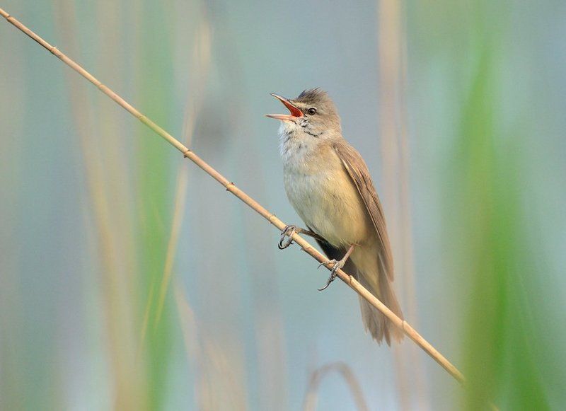 Great Reed-warbler / A. arundinaceus фото превью