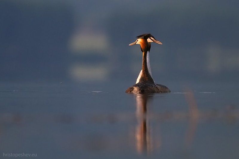 Чомга фото превью