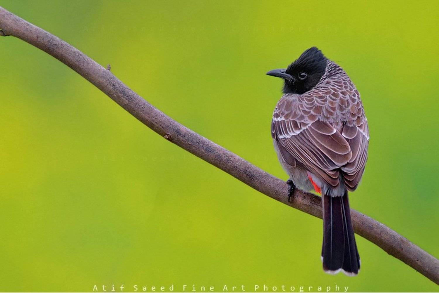, M Atif Saeed