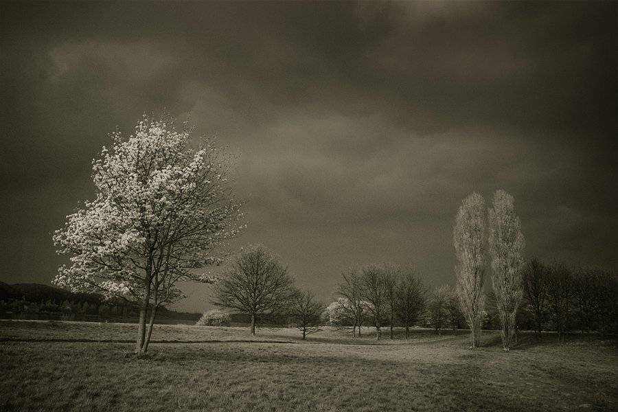 , Waldemar Wienchol