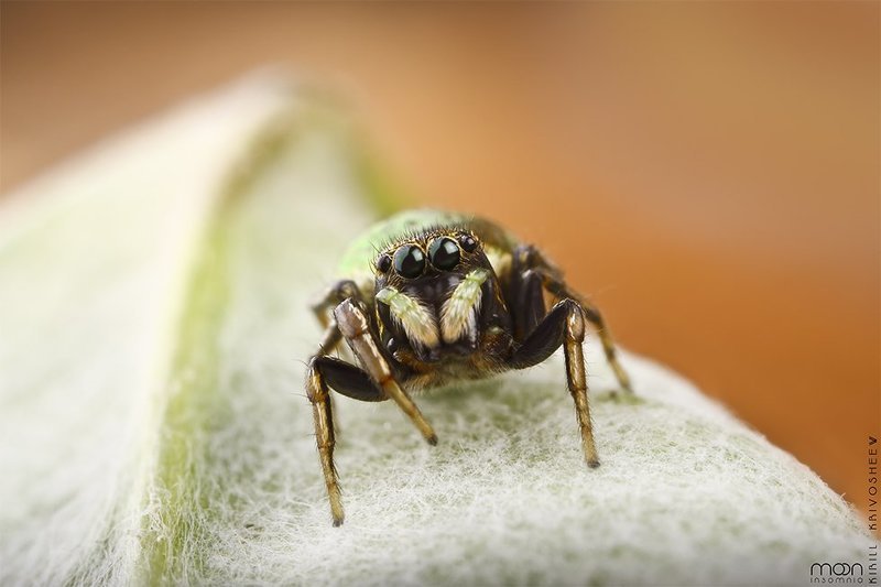макро,паук скакун,скакун,паук,насекомые,глаза oOOo фото превью