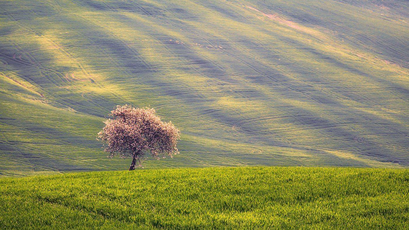 mc, italy, spring, М.