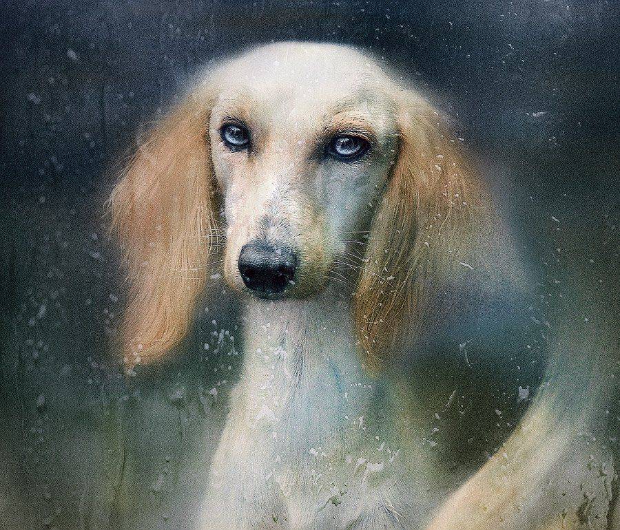 , Светлана Мелик-Нубарова