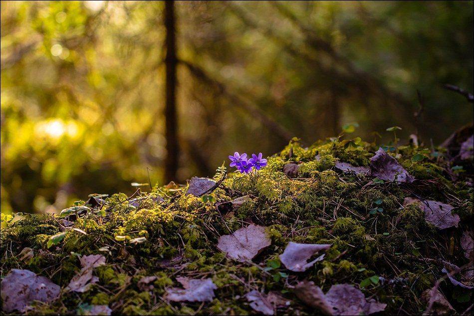 , Бурлов Андрей