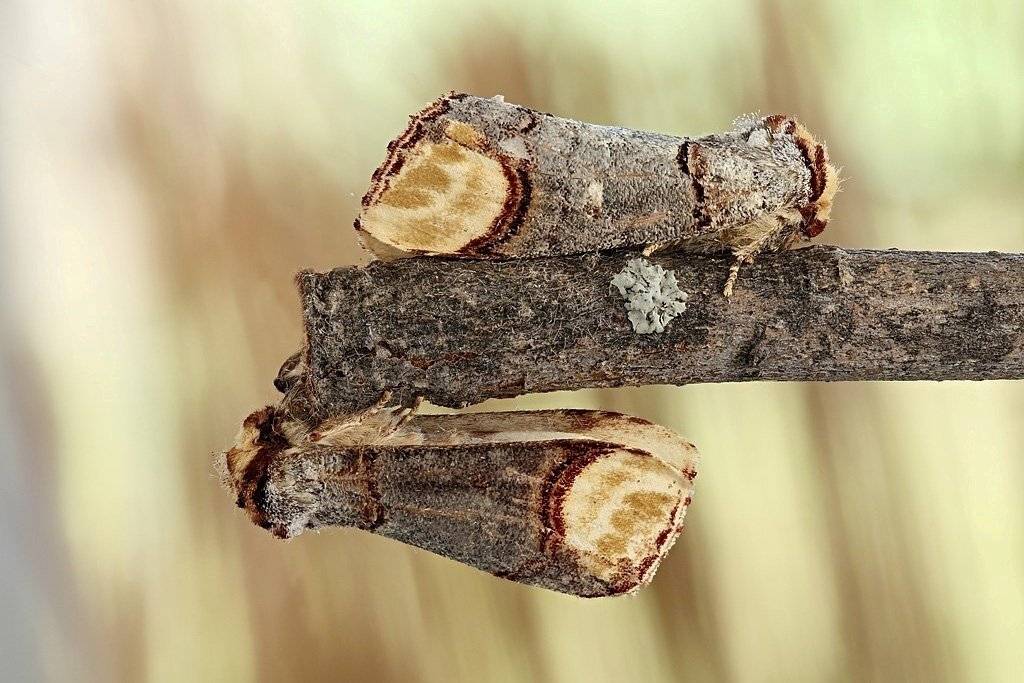 , Сергей Таланов