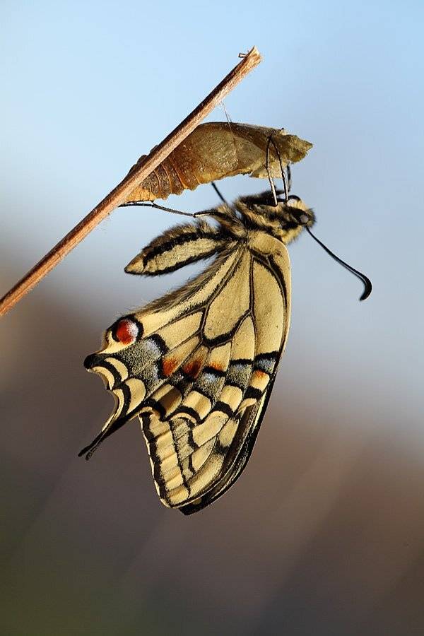 , Сергей Таланов