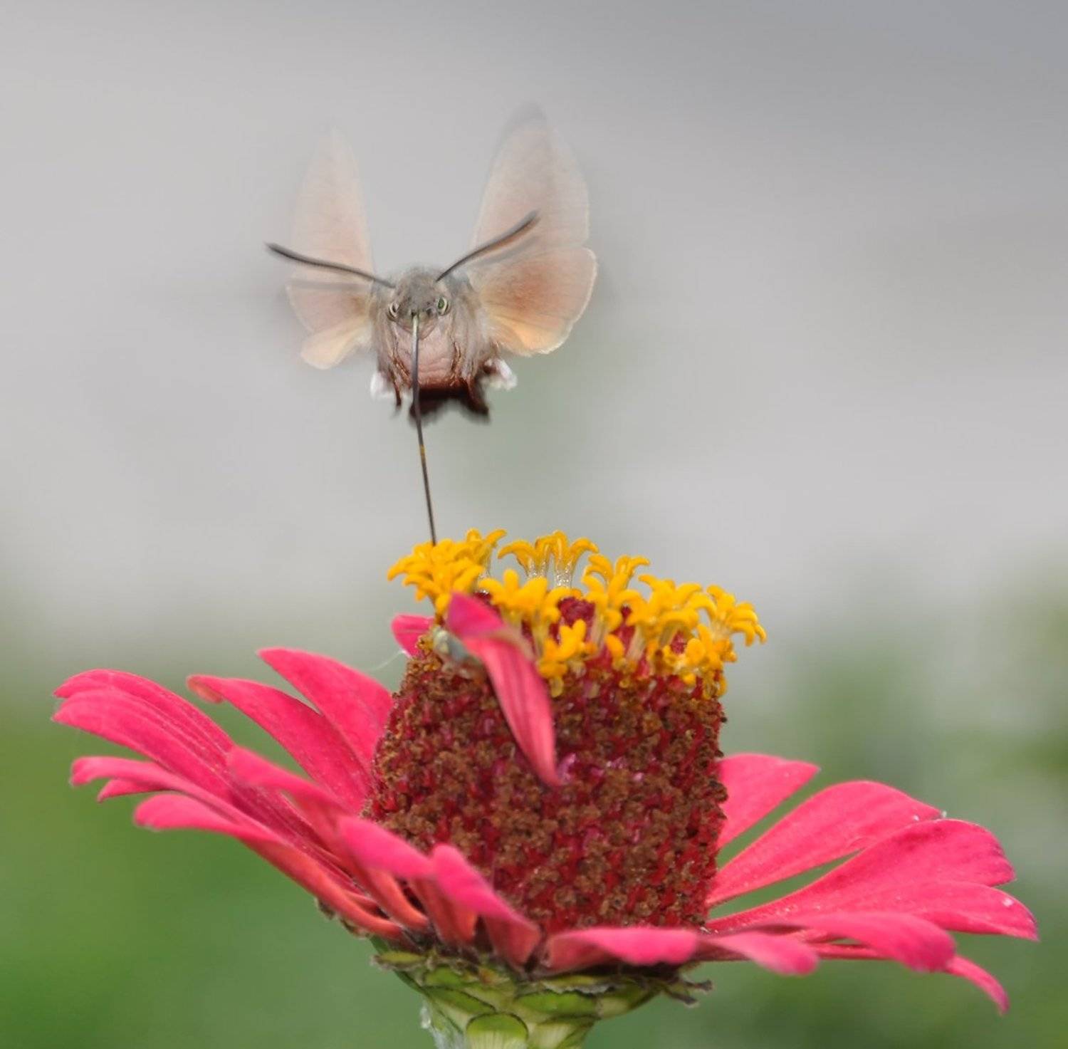 , Игорь Олейник