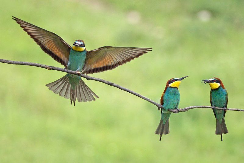 Щурки фото превью