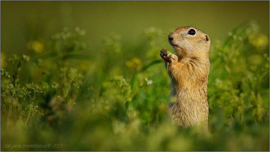 my-mriya, суслик малый, Татьяна Жеребцова