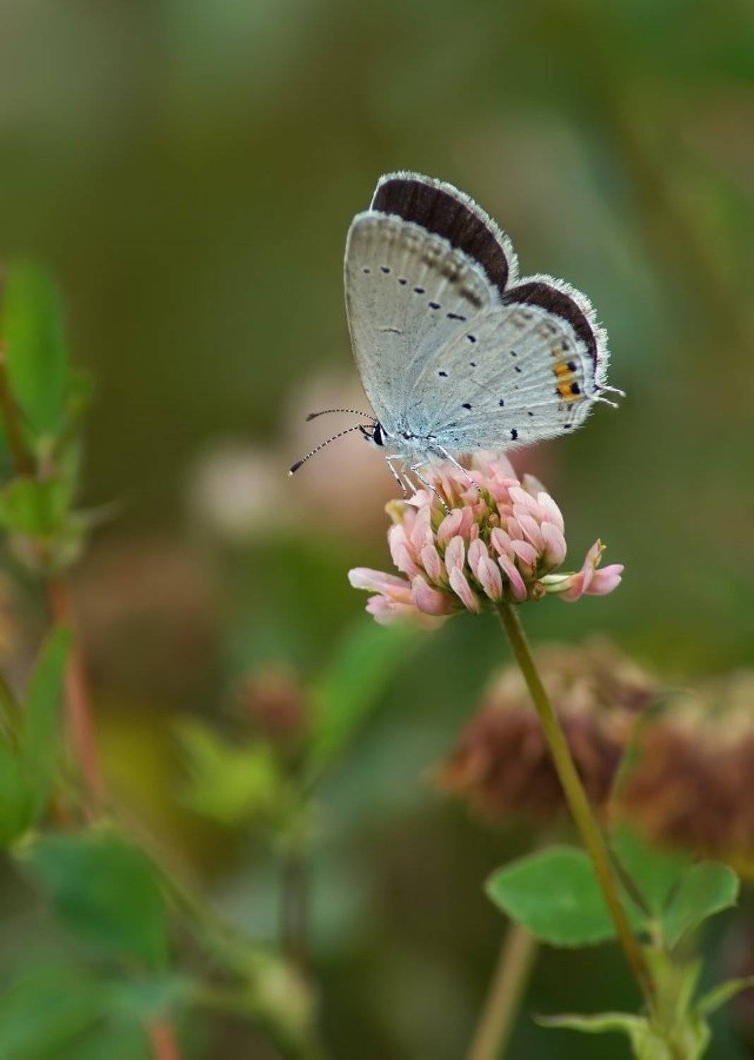 , Чепленко Алексей