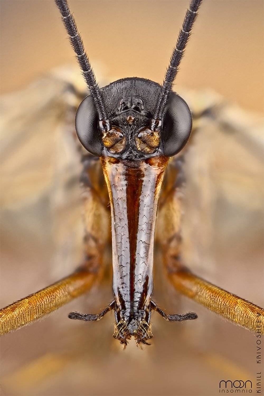 муха,скорпионница, Kirill Krivosheew