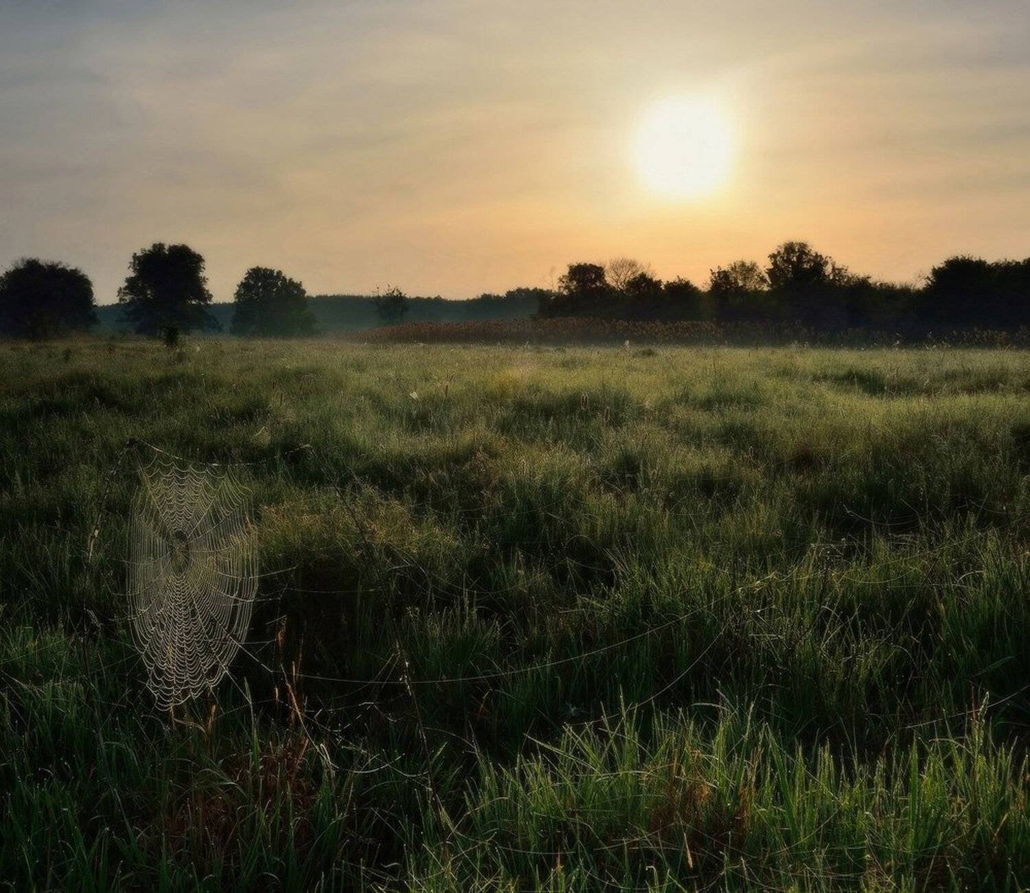 утро, луг., Животков Андрей