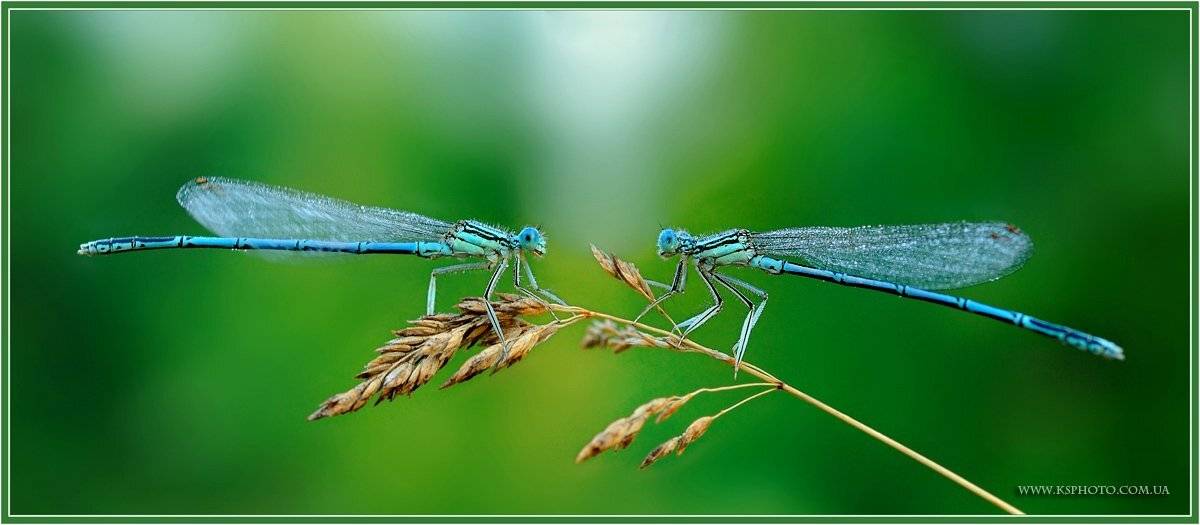 , Kantsyrenko Sergey