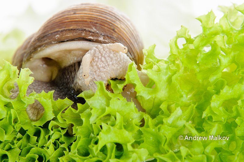 Snail фото превью