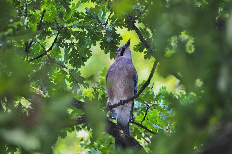 Портфолио Боян Илиев фото превью
