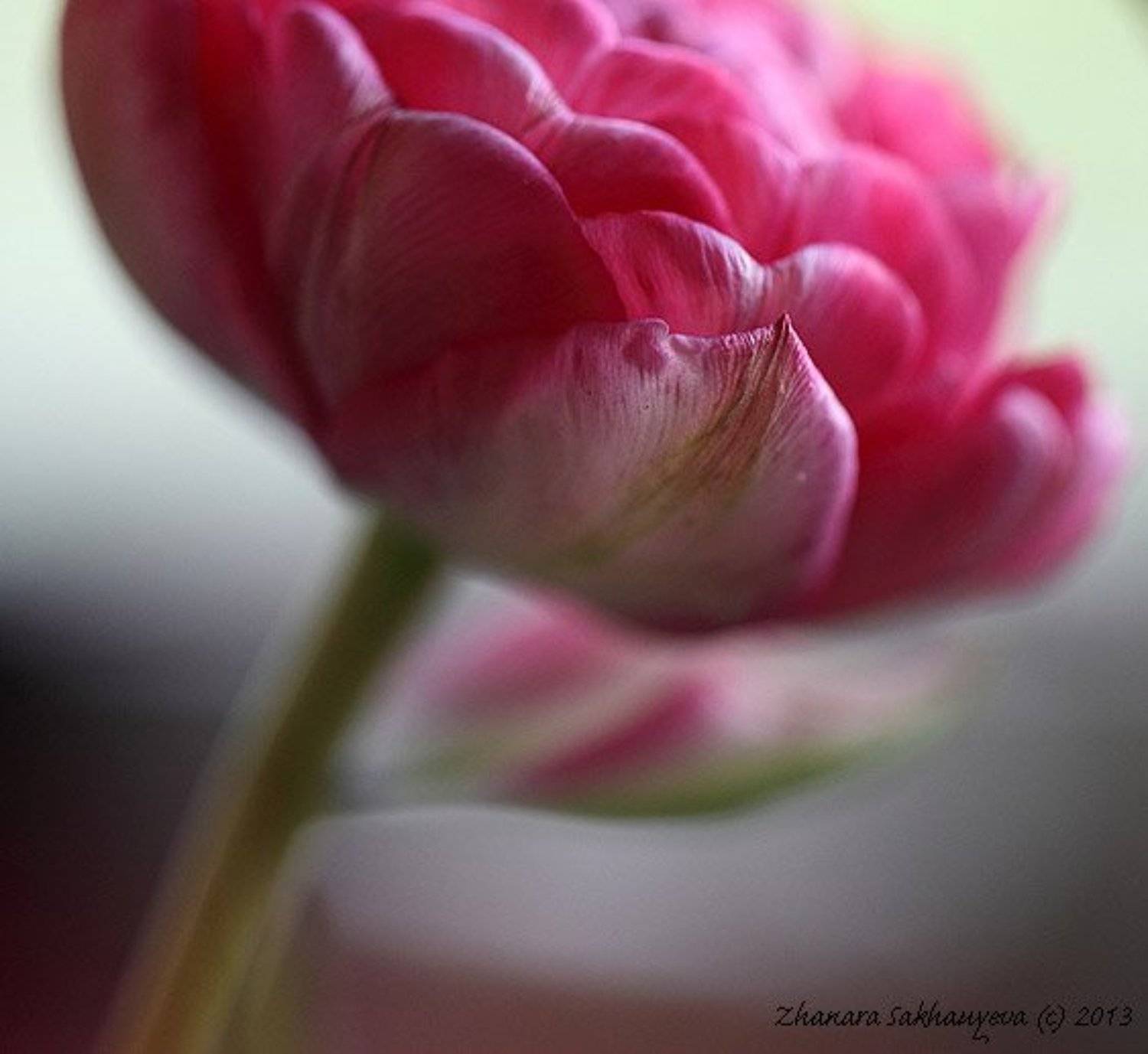 , Жанара Сахауева