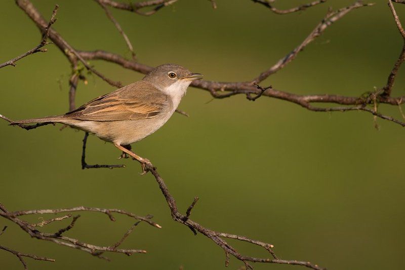 Common Whitethroat фото превью