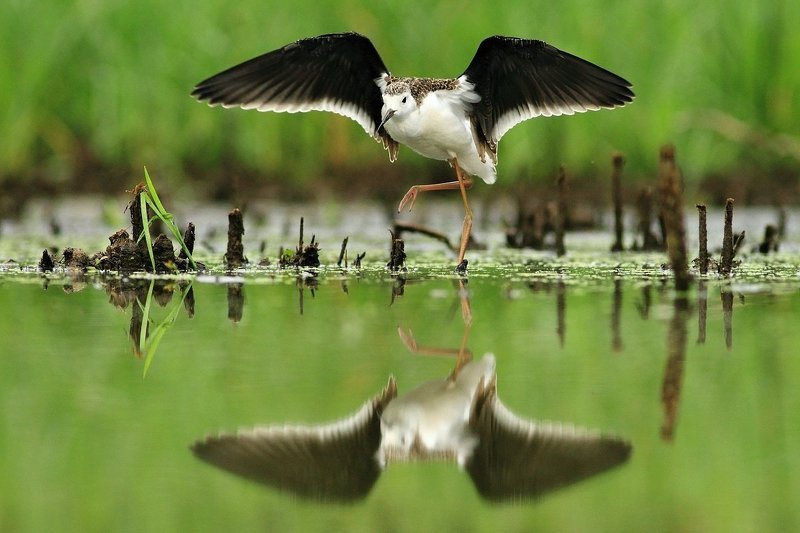 Himantopus himantopus фото превью