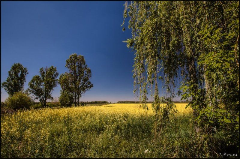 Рапс цветет... фото превью
