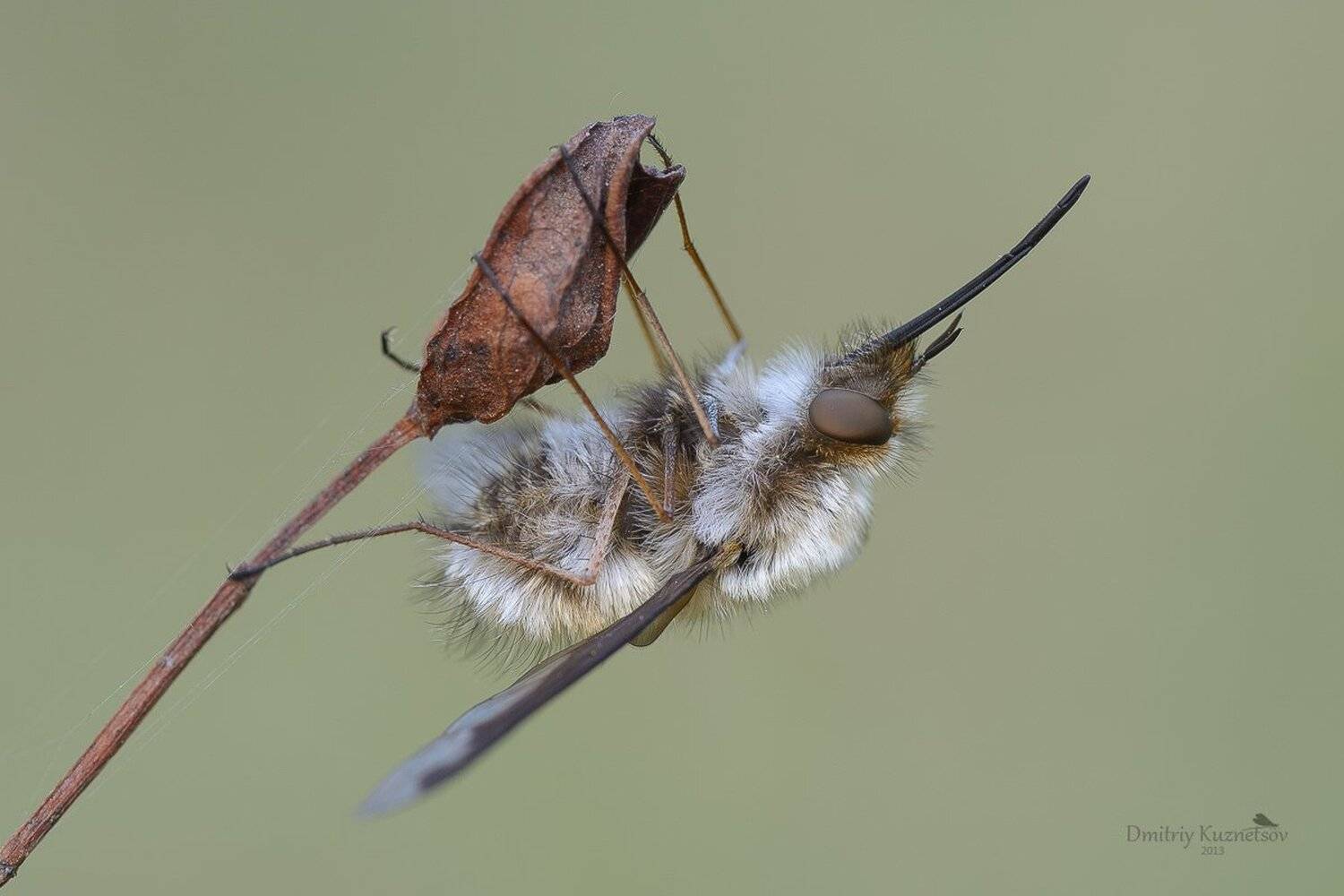 , Кузнецов Дмитрий