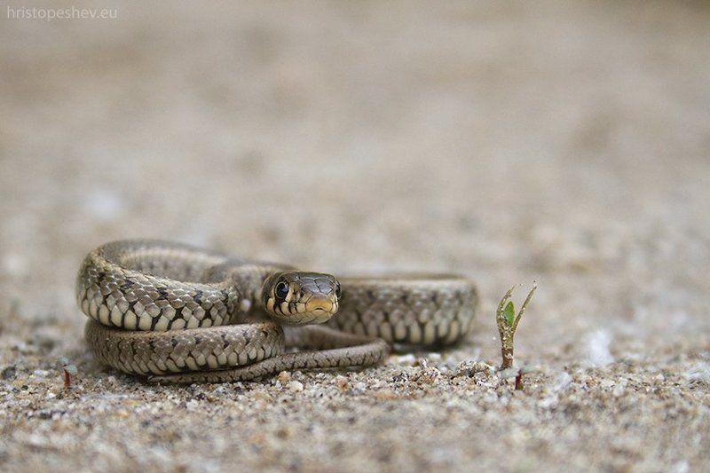 Обыкновенный уж (Natrix natrix) фото превью