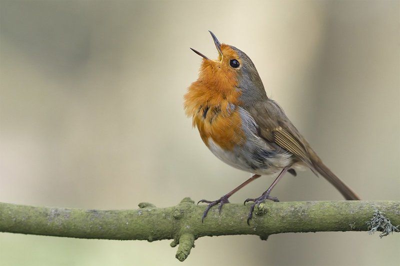 Robin фото превью